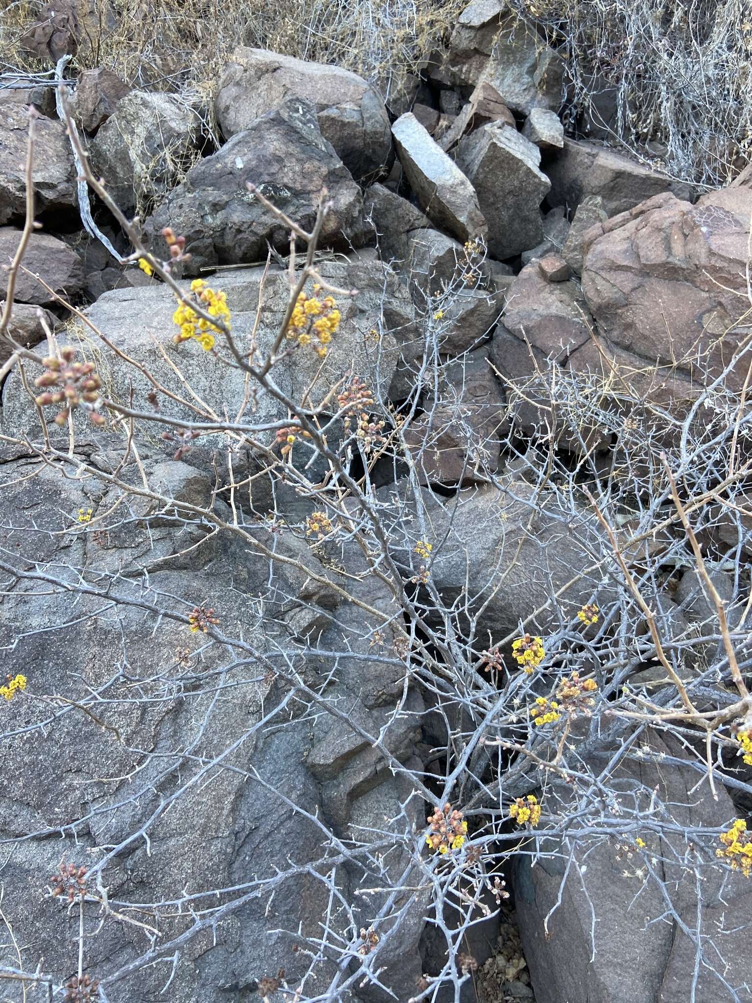 Image of Ribes tortuosum Benth.