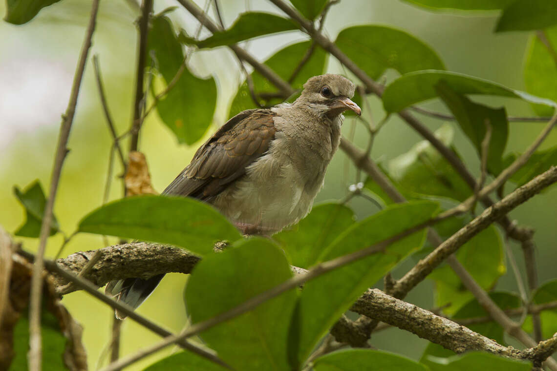 Image of Pallid Dove