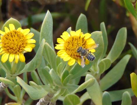 Image of Hoary Leaf-cutter Bee