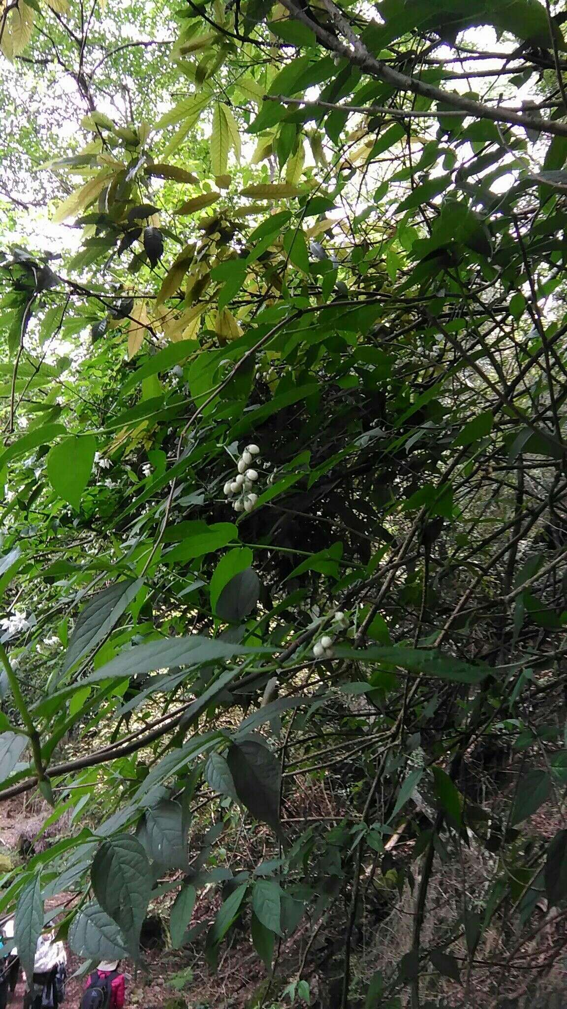 Image of Deutzia taiwanensis (Maxim.) C. K. Schneid.