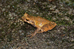 Image of Megophrys longipes Boulenger 1886