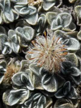 Image of Helichrysum pagophilum M. D. Henderson