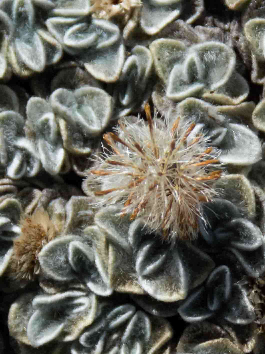 Слика од Helichrysum pagophilum M. D. Henderson