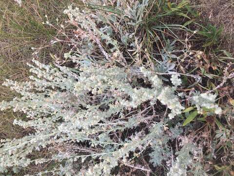 Image of prairie sagewort