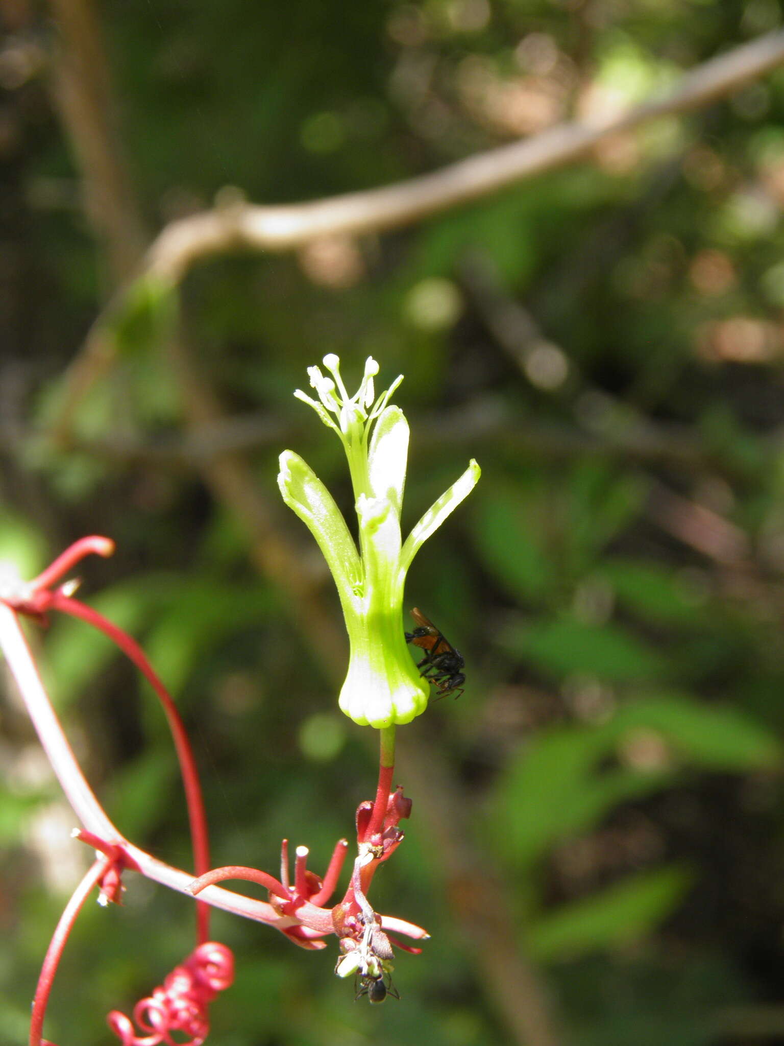 Image of Passiflora viridiflora Cav.