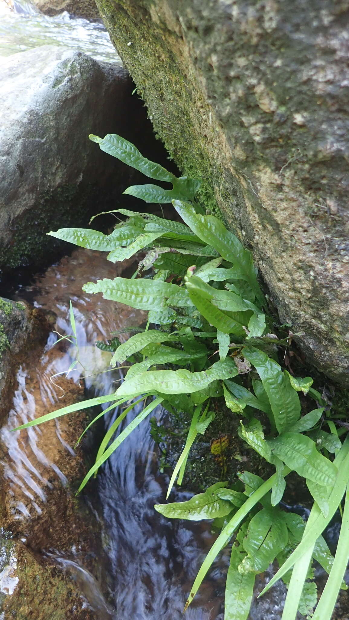 Imagem de Leptochilus pteropus (Bl.) Fraser-Jenk.