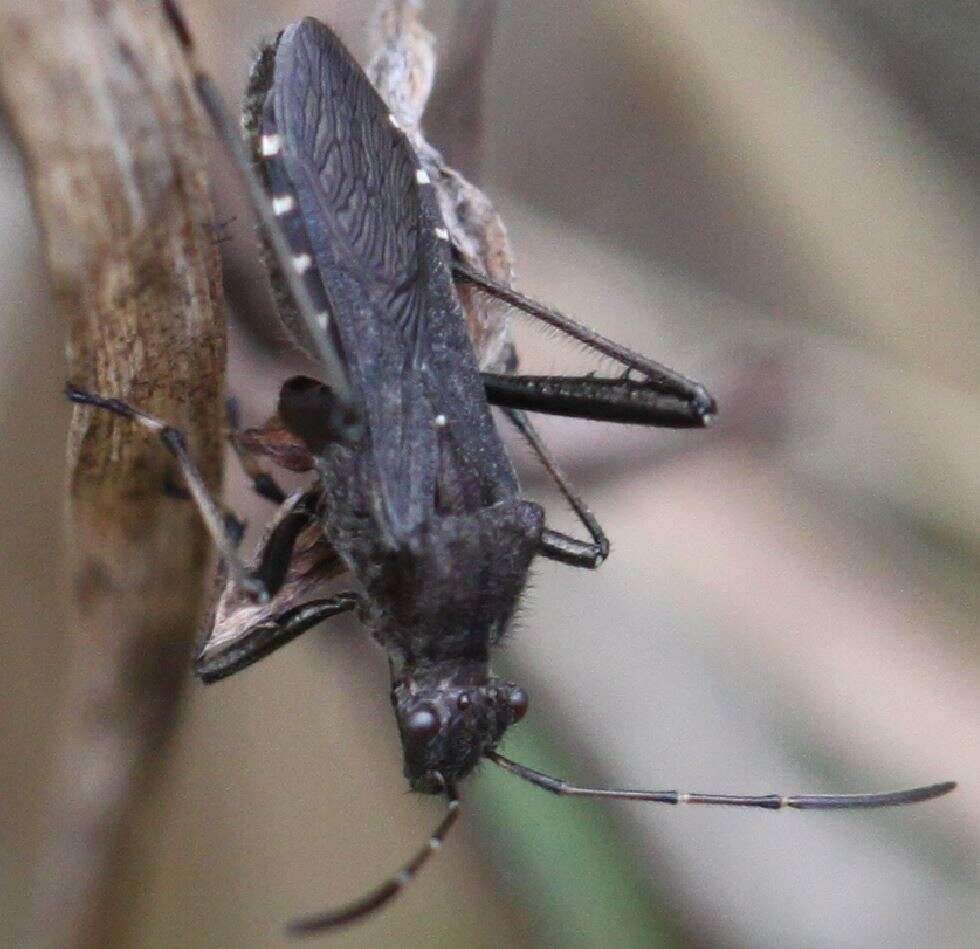 Image of Redbacked broad-headed bug