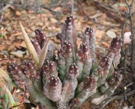 Image of Ceropegia ramosa (Masson) Bruyns