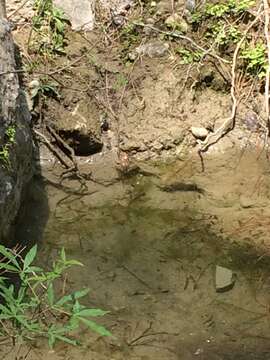 Image of Karpathos Frog