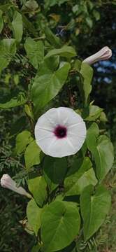 Plancia ëd Ipomoea anisomeres Robinson & Bartlett