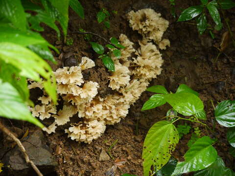 Image of Podoscypha petalodes (Berk.) Boidin 1959