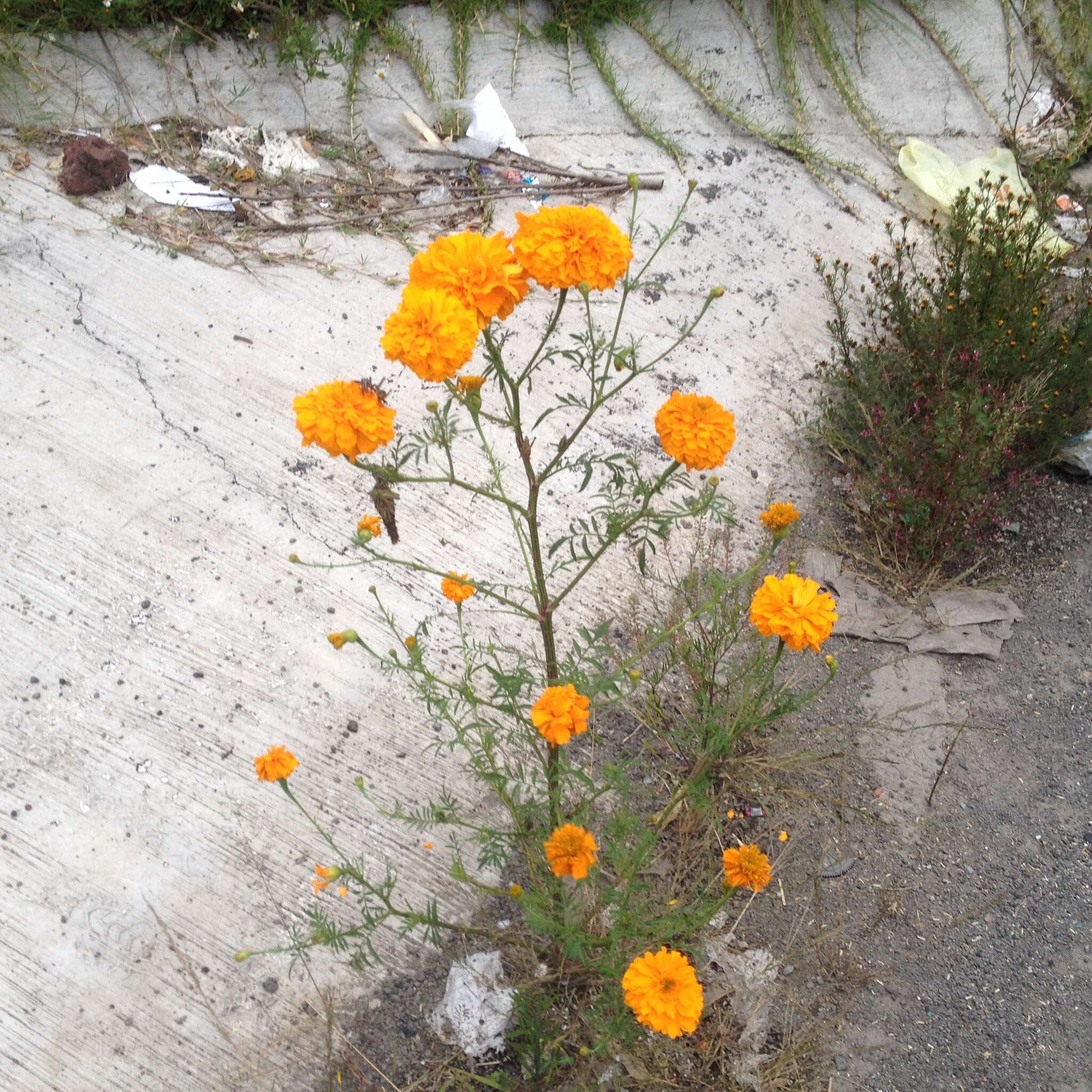 Imagem de Tagetes erecta L.