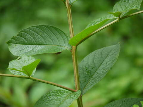 Image of Lagerstroemia microcarpa Wight