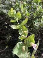 Image of Ross' pitcher sage