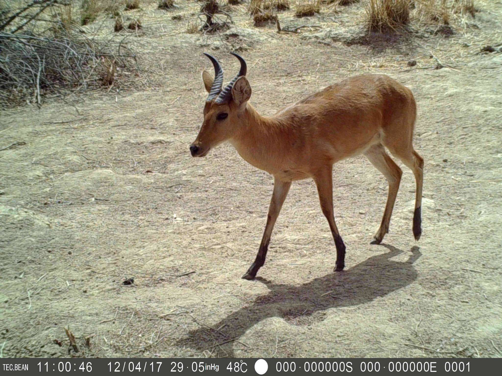 Image of Bohor Reedbuck