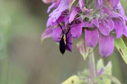 Image of Hemierana marginata ardens (Le Conte 1859)