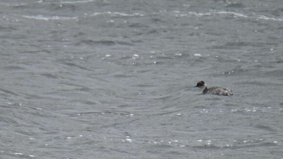 Image of Silvery Grebe