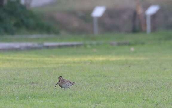 Image of Pin-tailed Snipe