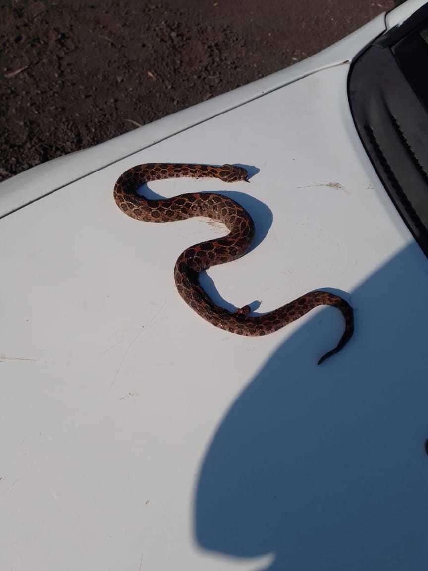 Image of Mexican Lancehead Rattlesnake