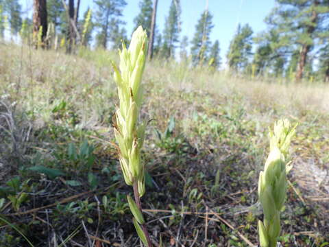 Image of stiff yellow Indian paintbrush