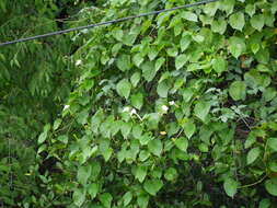 Image of Beach moonflower