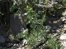 Imagem de Eschscholzia minutiflora subsp. covillei (E. Greene) C. Clark