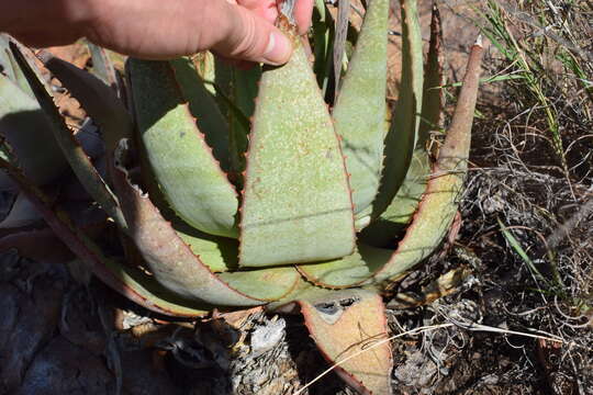 Image of Aloe chabaudii var. chabaudii