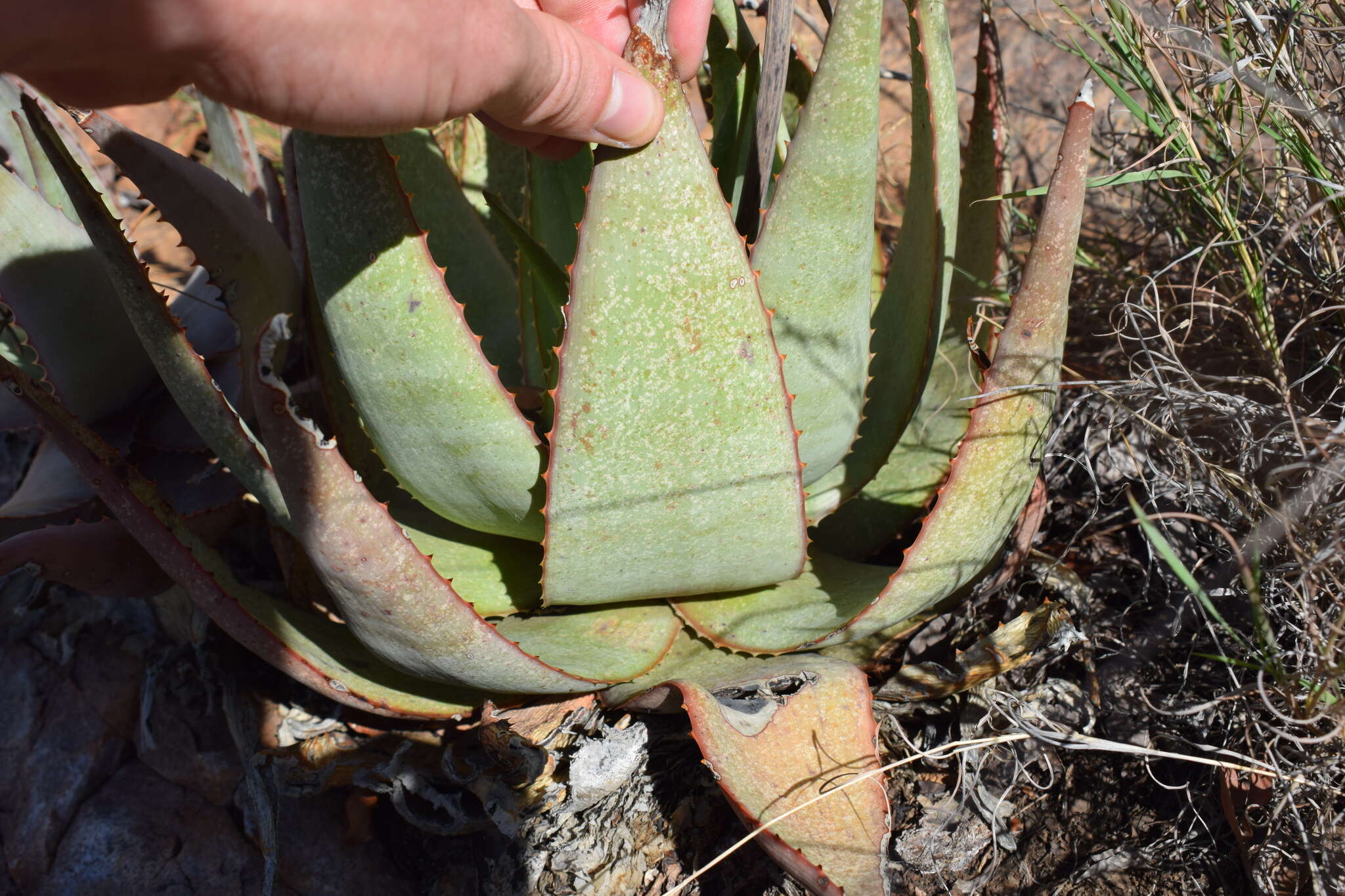 Слика од Aloe chabaudii var. chabaudii