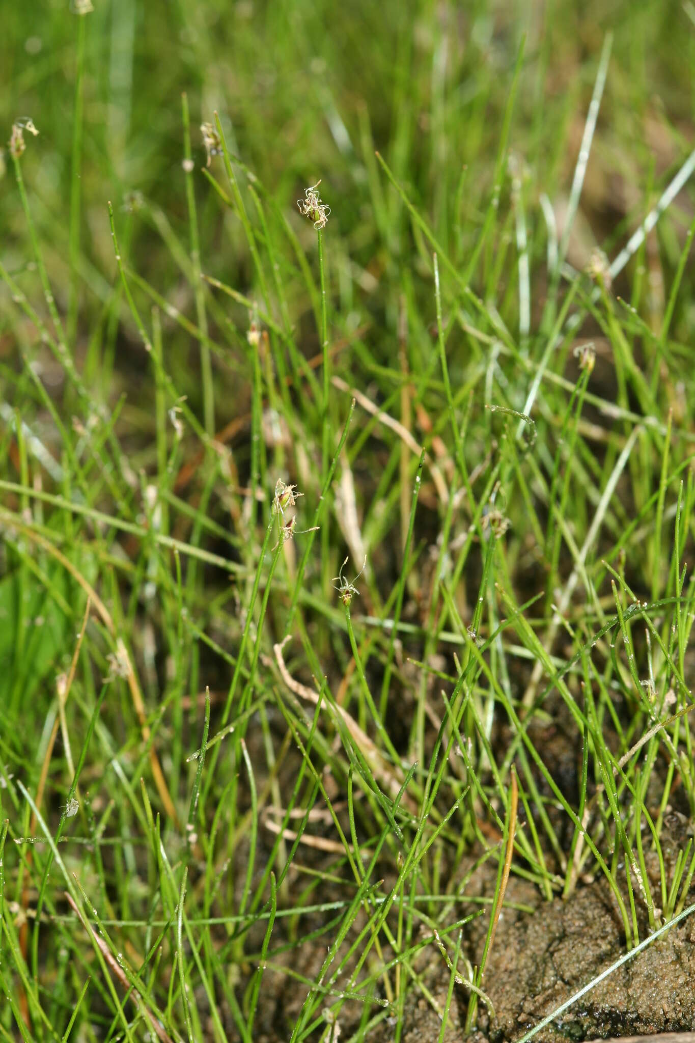 Image of needle spike-rush