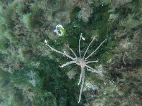 Image of Eurypodius longirostris Miers 1885