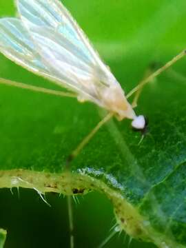 صورة Cheilotrichia (Cheilotrichia) imbuta (Meigen 1818)