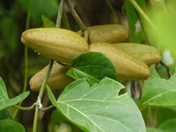 Image of Marsdenia volubilis (L. fil.) Cooke