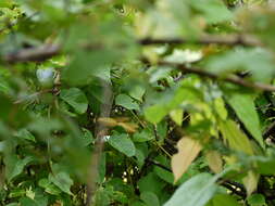 Image of Marsdenia volubilis (L. fil.) Cooke