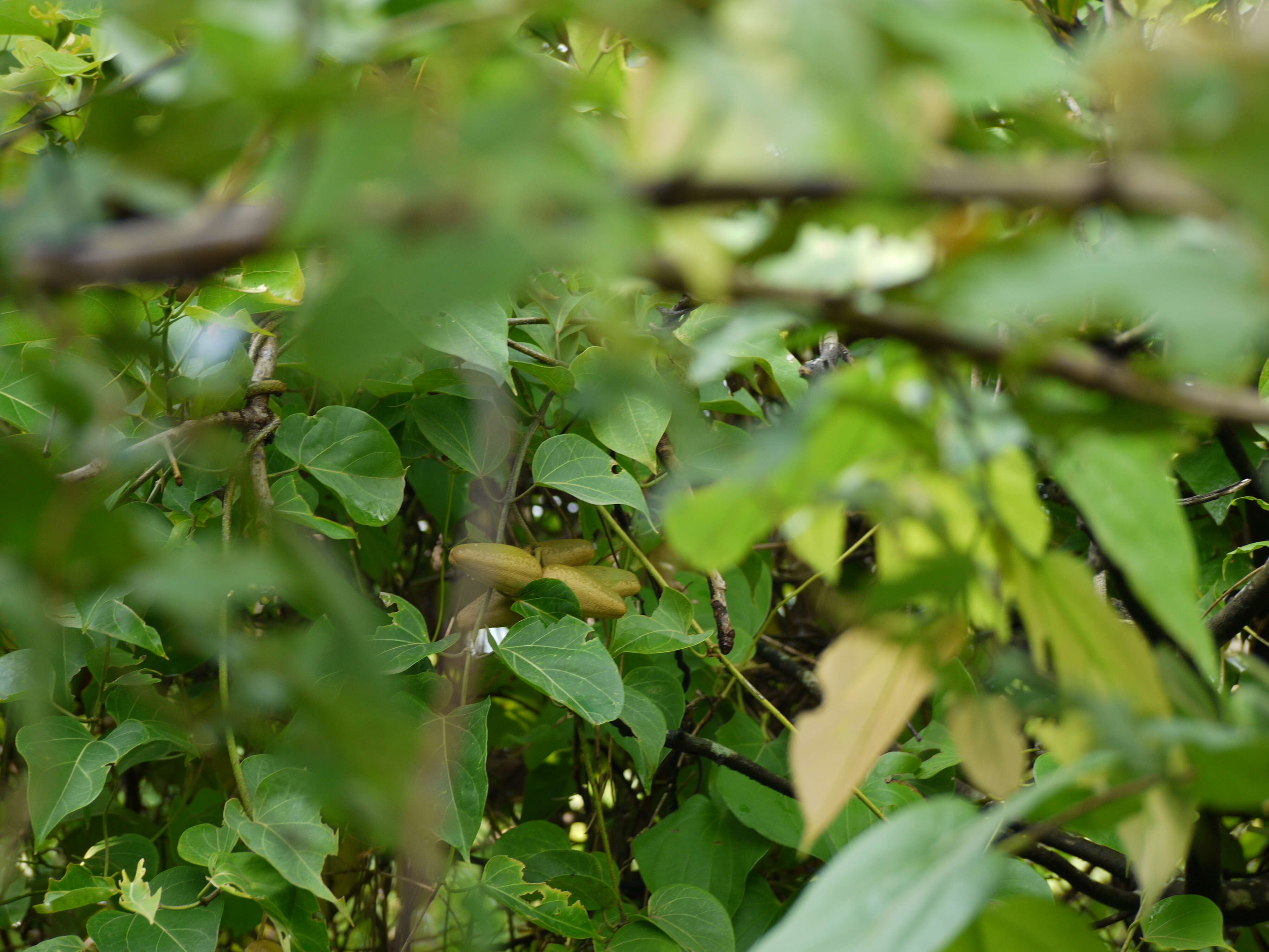 Image of Marsdenia volubilis (L. fil.) Cooke