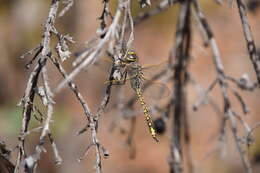 Imagem de Anax papuensis (Burmeister 1839)