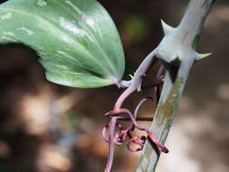 Image of Smilax officinalis Kunth