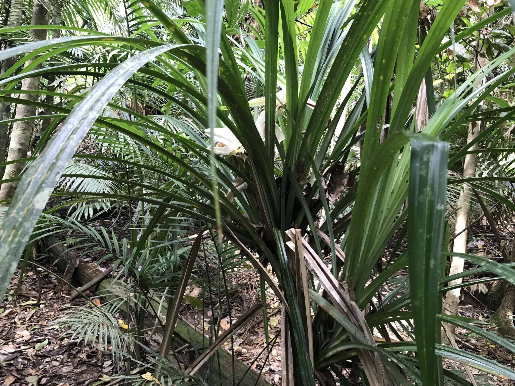 Image of Scrub breadfruit