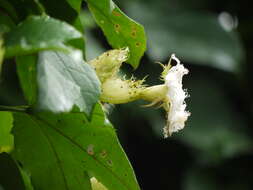 Image of Trichosanthes tricuspidata Lour.