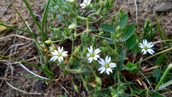 Image of Stellaria dichotoma L.