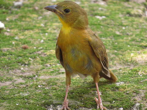 Image of Red-throated Ant Tanager