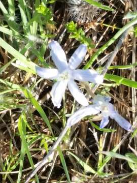 Image of blue funnel lily