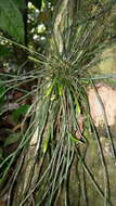 Image of Taeniophyllum filiforme J. J. Sm.