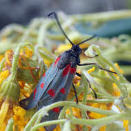 Plancia ëd Zygaena centaureae Fischer de Waldheim 1832