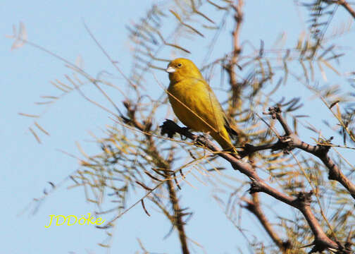 Image of Monte Yellow Finch