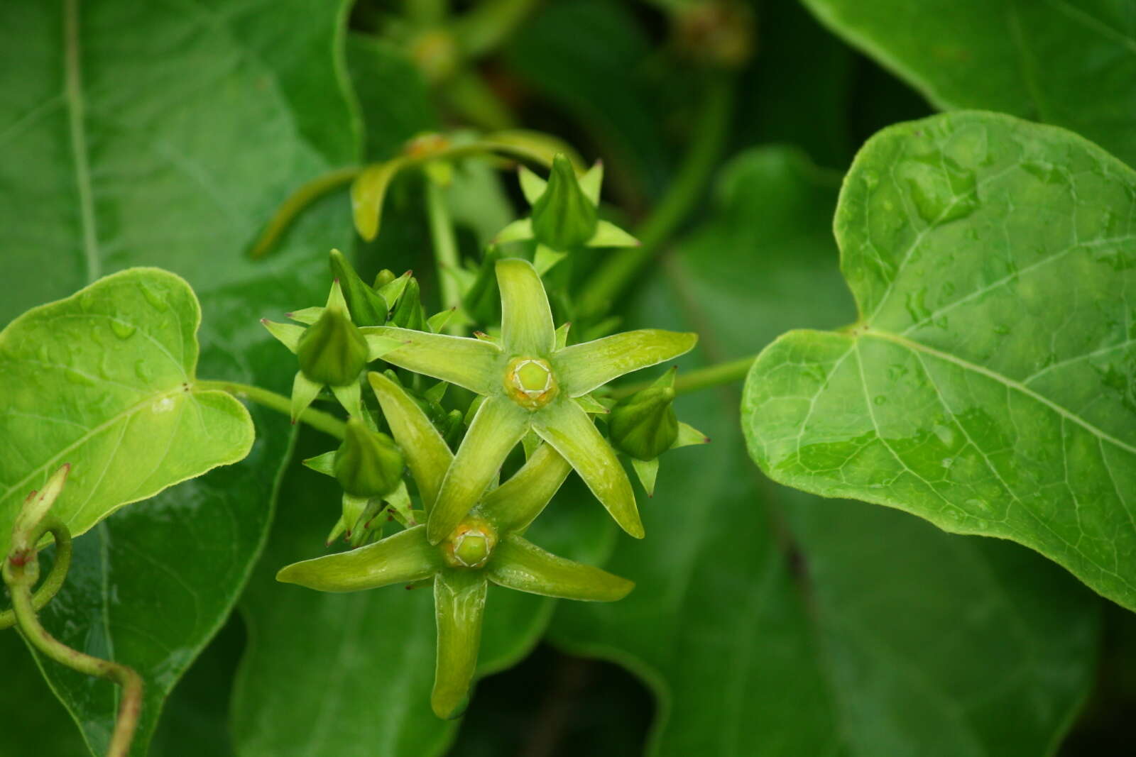 Sivun Gonolobus suberosus var. granulatus (Scheele) Krings & Q. Y. Xiang kuva