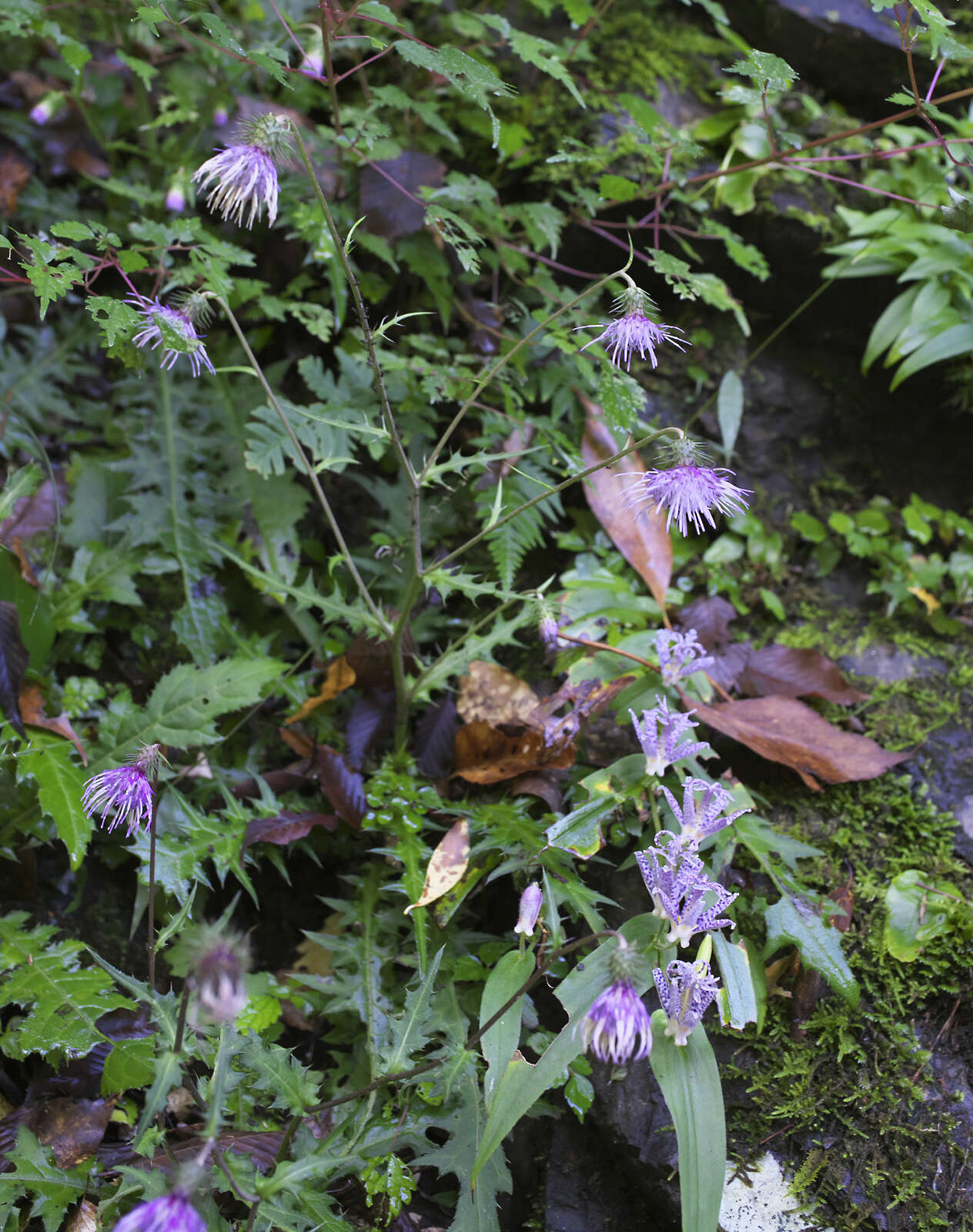 Plancia ëd Cirsium tashiroi Kitam.