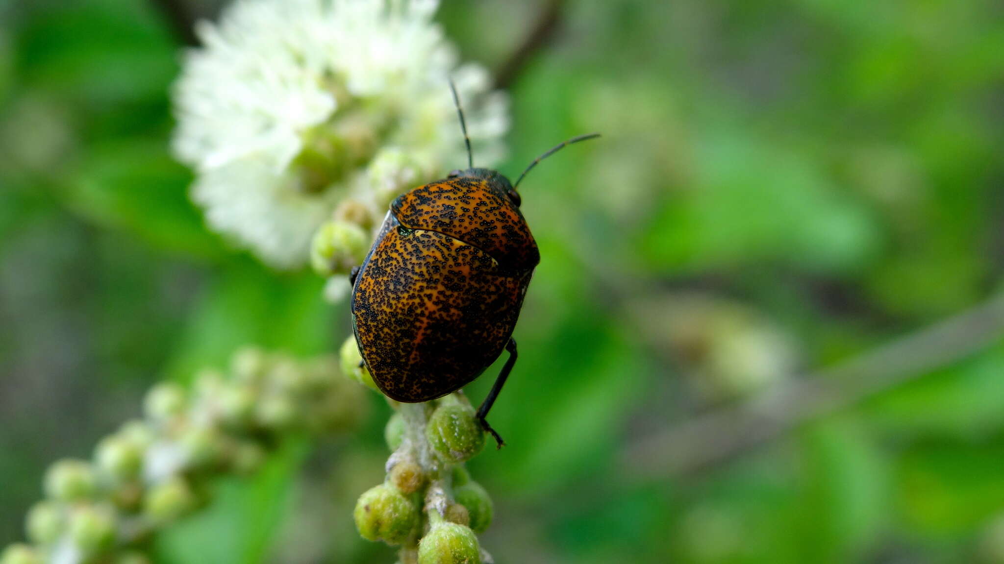 Image of Orsilochides variabilis (Herrich-Schaeffer 1837)