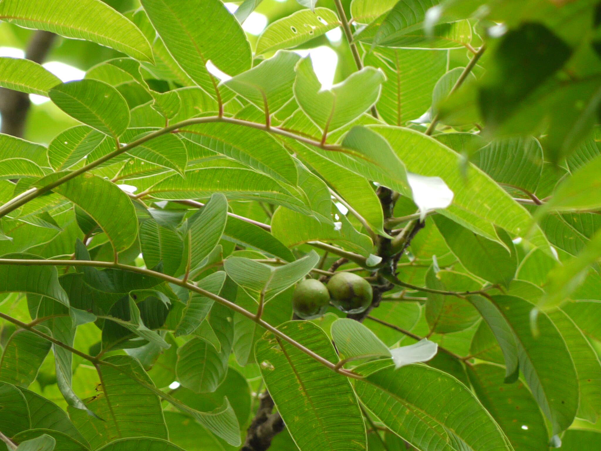 Image of Spondias pinnata (L. fil.) Kurz