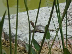 Image of Trachemys stejnegeri vicina (Barbour & Carr 1940)