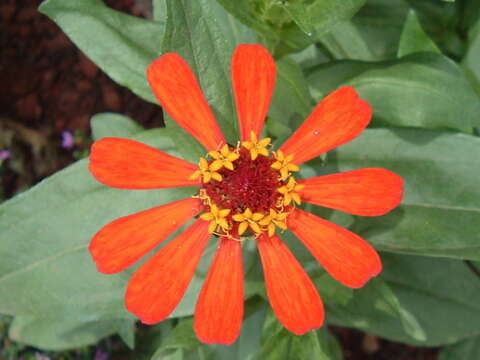 Image of ELEGANT ZINNIA